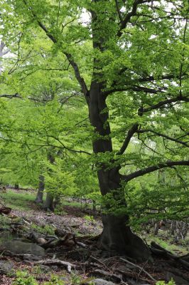 Vysoká Pec, 24.5.2021
Vrch Jedlová - Kraví skály.
Klíčová slova: Vysoká Pec vrch Jedlová Kraví skály