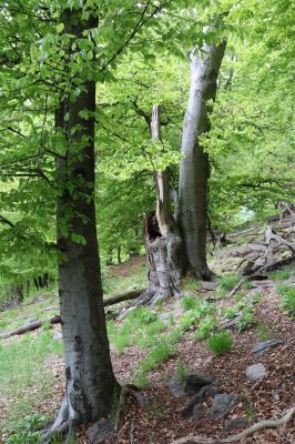 Vysoká Pec, 24.5.2021
Vrch Jedlová - Kraví skály.
Mots-clés: Vysoká Pec vrch Jedlová Kraví skály Rosalia alpina