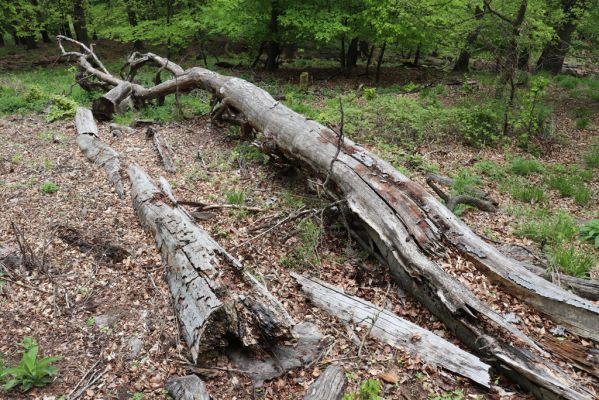 Vysoká Pec, 24.5.2021
Vrch Jedlová - Kraví skály.
Klíčová slova: Vysoká Pec vrch Jedlová Kraví skály Ampedus cinnabarinus praeustus