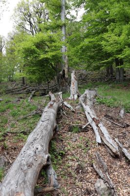 Vysoká Pec, 24.5.2021
Vrch Jedlová - Kraví skály.
Klíčová slova: Vysoká Pec vrch Jedlová Kraví skály Ampedus cinnabarinus praeustus Rosalia alpina