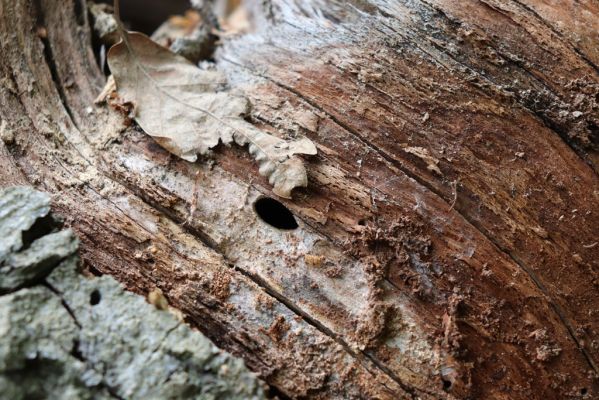 Vysoká Pec, 24.5.2021
Vrch Jedlová - Kraví skály. Výletový otvor tesaříka alpského.
Klíčová slova: Vysoká Pec vrch Jedlová Kraví skály Rosalia alpina