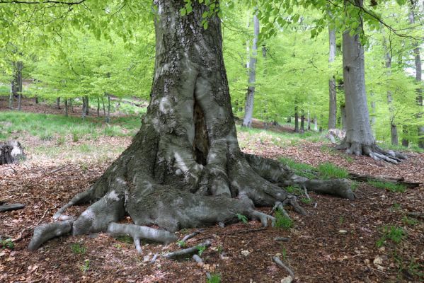 Vysoká Pec, 24.5.2021
Vrch Jedlová - Kraví skály.
Klíčová slova: Vysoká Pec vrch Jedlová Kraví skály