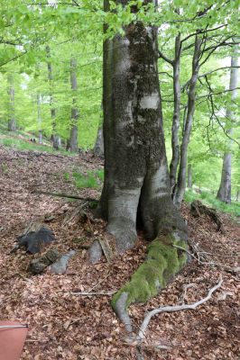 Vysoká Pec, 24.5.2021
Vrch Jedlová - bučina pod vrcholem.
Klíčová slova: Vysoká Pec vrch Jedlová