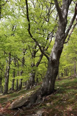 Vysoká Pec, 24.5.2021
Vrch Jedlová - bučina pod vrcholem.
Mots-clés: Vysoká Pec vrch Jedlová