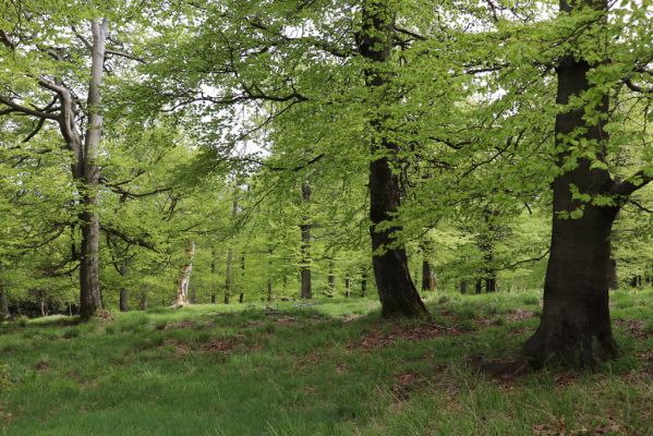 Vysoká Pec, 24.5.2021
Vrch Jedlová - bučina pod vrcholem.
Klíčová slova: Vysoká Pec vrch Jedlová