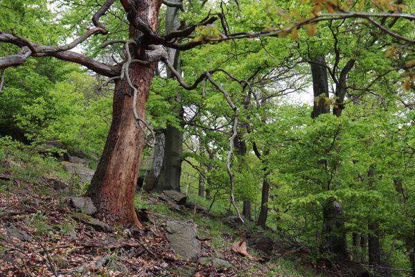 Vysoká Pec, 24.5.2021
Vrch Jedlová - Kraví skály.
Klíčová slova: Vysoká Pec vrch Jedlová Kraví skály