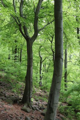 Vysoká Pec, 24.5.2021
Vrch Jedlová - Kraví skály.
Mots-clés: Vysoká Pec vrch Jedlová Kraví skály
