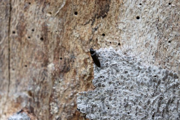 Vysoká Pec, 24.5.2021
Vrch Jedlová - Kraví skály. Kovařík Hypoganus inunctus na kmenu mrtvého buku.
Klíčová slova: Vysoká Pec vrch Jedlová Kraví skály Hypoganus inunctus
