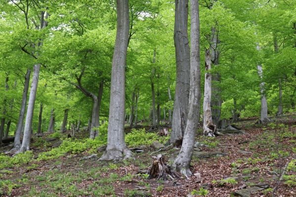 Vysoká Pec, 24.5.2021
Vrch Jedlová - Kraví skály.
Schlüsselwörter: Vysoká Pec vrch Jedlová Kraví skály Hypoganus inunctus