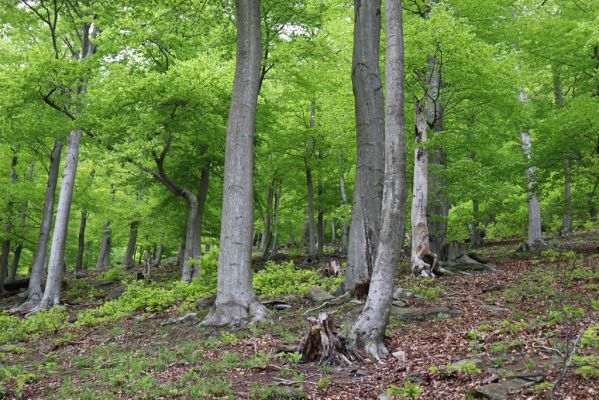 Vysoká Pec, 24.5.2021
Vrch Jedlová - Kraví skály.
Klíčová slova: Vysoká Pec vrch Jedlová Kraví skály Hypoganus inunctus