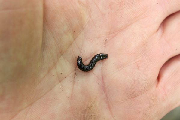 Vysoká Pec, 24.5.2021
Vrch Jedlová - Kraví skály. Larva kovaříka Stenagostus rhombeus.
Klíčová slova: Vysoká Pec vrch Jedlová Kraví skály Stenagostus rhombeus