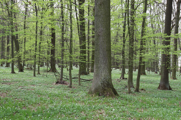 Dolní Přím, Jehlice, 30.4.2022
Bažantnice. 
Keywords: Dolní Přím Jehlice bažantnice