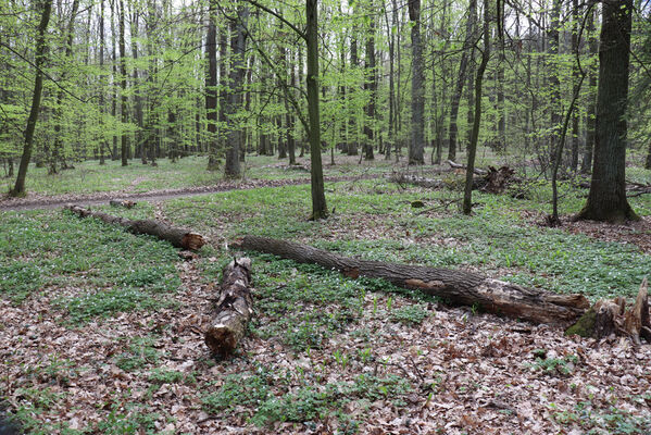 Dolní Přím, Jehlice, 30.4.2022
Bažantnice. Biotop kovaříka Stenagostus rhombeus.
Keywords: Dolní Přím Jehlice bažantnice Stenagostus rhombeus