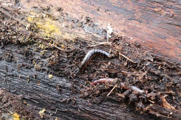 Dolní Přím, Jehlice, 30.4.2022
Bažantnice. Larva kovaříka Stenagostus rhombeus.
Keywords: Dolní Přím Jehlice bažantnice Stenagostus rhombeus