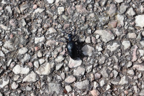 Jeníkovice, 19.3.2020
Majka Meloe proscarabeus na cestě v obci.
Klíčová slova: Jeníkovice Meloe proscarabeus