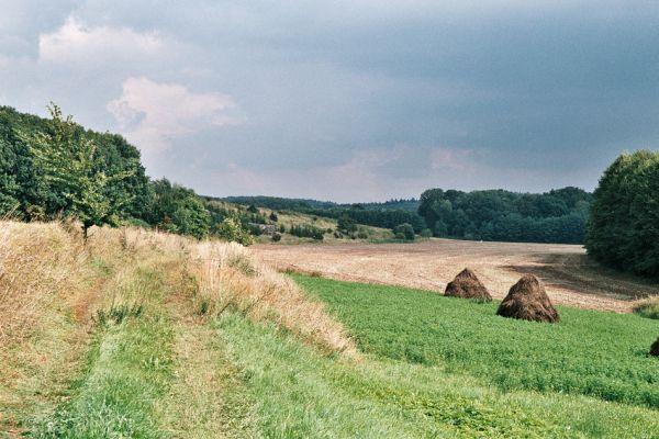 Jeřičky, 27.8.2006
Pohled od obce na východ, údolím směrem na Lužany. Malé zbytky stepi na svazích jsou již zčásti zalesněny smrky. 
Schlüsselwörter: Jeřičky step zalesňovací program