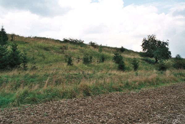 Jeřičky, 27.8.2006
Zbytky stepi na svazích východně od obce. Zbytky formací suchých trávníků jsou zčásti zalesněny smrky. 
Mots-clés: Jeřičky step zalesňovací program