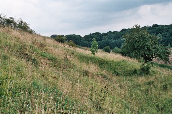 Jeřičky, 27.8.2006
Zbytky stepi na svazích východně od obce. Zbytky formací suchých trávníků jsou zčásti zalesněny smrky. 
Keywords: Jeřičky step