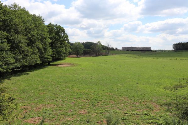 Hořiněves, 28.6.2019
Jeřičky - pastvina.
Schlüsselwörter: Hořiněves Jeřičky pastvina