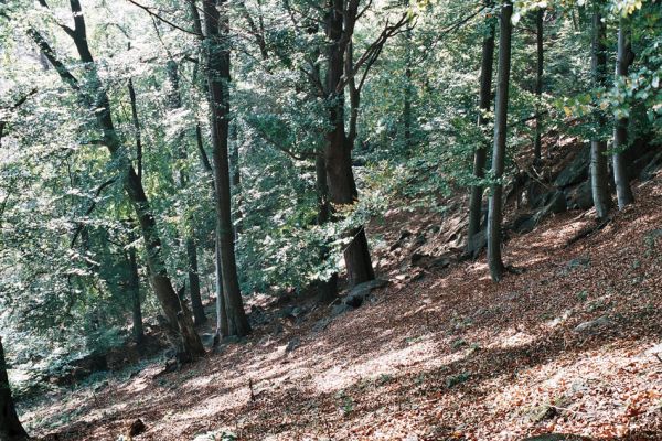 Jezeří, 11.10.2006
Bukový les na jižním svahu údolí Šramnického potoka.
Klíčová slova: Krušné hory Horní Jiřetín Jezeří Šramnický potok