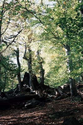 Jezeří, 11.10.2006
Listnatý les na skalách na jižním svahu údolí Šramnického potoka.
Keywords: Krušné hory Horní Jiřetín Jezeří Šramnický potok
