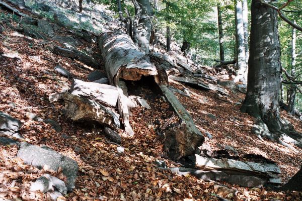 Jezeří, 11.10.2006
Bukový les na jižním svahu údolí Šramnického potoka. V rozlomeném kmenu buku byl nalezen kovařík Crepidophorus mutilatus. 
Keywords: Krušné hory Horní Jiřetín Jezeří Šramnický potok Crepidophorus mutilatus