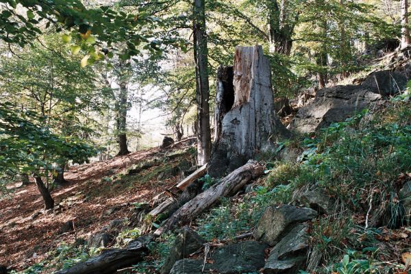 Jezeří, 11.10.2006
Bukový les na jižním svahu údolí Šramnického potoka.
Klíčová slova: Krušné hory Horní Jiřetín Jezeří Šramnický potok Osmoderma páchník