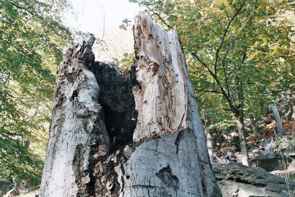 Jezeří, 11.10.2006
Bukový les na jižním svahu údolí Šramnického potoka. V dutině rozlomeného buku jsou páchníci hnědí.
Schlüsselwörter: Krušné hory Horní Jiřetín Jezeří Šramnický potok Osmoderma páchník