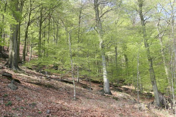 Horní Jiřetín, 20.4.2018
Jezeří - Jánský vrch. Starý bukový les v údolí Šramnického potoka. 
Klíčová slova: Horní Jiřetín Jánský vrch