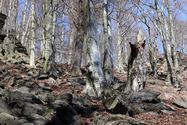 Horní Jiřetín, 21.4.2021
Jezeří,  údolí Šramnického potoka. Suťový les na svahu pod Koutovou a Hlavní věží. 
Keywords: Horní Jiřetín Jezeří údolí Šramnického potoka Koutová Hlavní věž