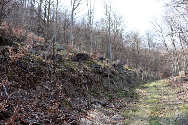 Horní Jiřetín, 21.4.2021
Jezeří, holoseč na svahu Jánského vrchu.
Klíčová slova: Krušné hory Jezerské lesy Horní Jiřetín Jezeří údolí Šramnického potoka Jánský vrch