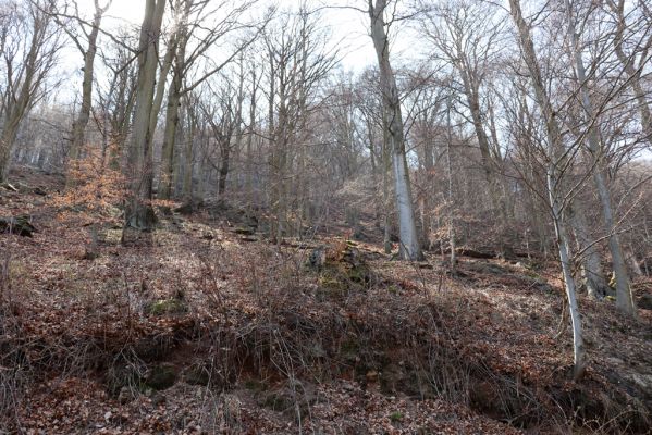 Horní Jiřetín, 21.4.2021
Jezeří, suťový les na svahu Jánského vrchu.
Klíčová slova: Krušné hory Jezerské lesy Horní Jiřetín Jezeří údolí Šramnického potoka Jánský vrch