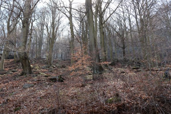 Horní Jiřetín, 21.4.2021
Jezeří, suťový les na svahu Jánského vrchu.
Klíčová slova: Krušné hory Jezerské lesy Horní Jiřetín Jezeří údolí Šramnického potoka Jánský vrch