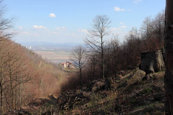 Horní Jiřetín, 21.4.2021
Jezeří, holoseč na svahu Jánského vrchu.
Klíčová slova: Krušné hory Jezerské lesy Horní Jiřetín Jezeří údolí Šramnického potoka Jánský vrch