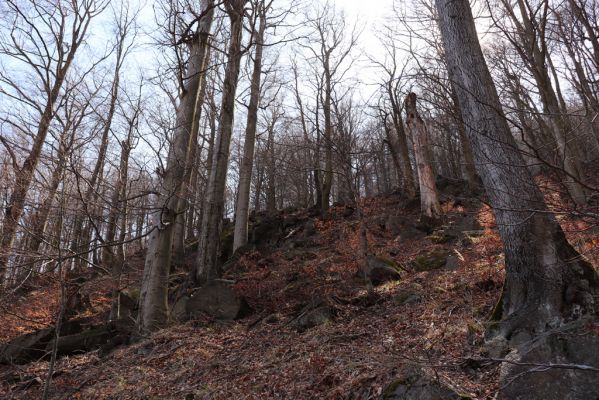 Horní Jiřetín, 21.4.2021
Jezeří, suťový les na svahu Jánského vrchu.
Klíčová slova: Krušné hory Jezerské lesy Horní Jiřetín Jezeří údolí Šramnického potoka Jánský vrch
