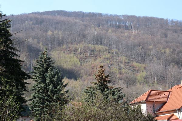 Horní Jiřetín, 21.4.2021
Černice - pohled na holoseče na svazích Kapucínu.
Mots-clés: Krušné hory Horní Jiřetín Černice vrch Kapucín Poustevnické skály