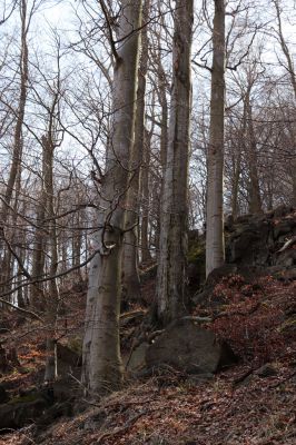 Horní Jiřetín, 21.4.2021
Jezeří, suťový les na svahu Jánského vrchu.
Klíčová slova: Krušné hory Jezerské lesy Horní Jiřetín Jezeří údolí Šramnického potoka Jánský vrch