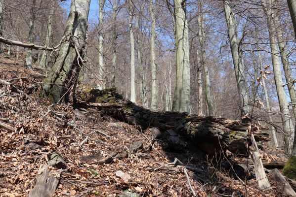 Horní Jiřetín, 21.4.2021
Jezeří, suťový les na svahu nad zámkem.
Keywords: Krušné hory Jezerské lesy Horní Jiřetín Jezeří údolí Šramnického potoka