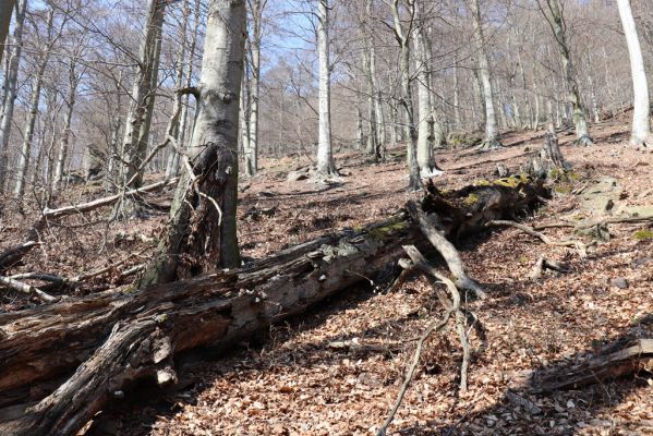 Horní Jiřetín, 21.4.2021
Jezeří, suťový les na svahu nad zámkem.
Klíčová slova: Krušné hory Jezerské lesy Horní Jiřetín Jezeří údolí Šramnického potoka