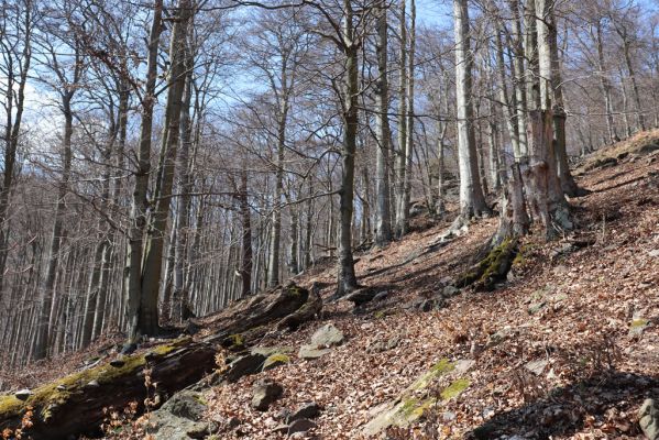 Horní Jiřetín, 21.4.2021
Jezeří, suťový les na svahu nad zámkem.
Klíčová slova: Krušné hory Jezerské lesy Horní Jiřetín Jezeří údolí Šramnického potoka