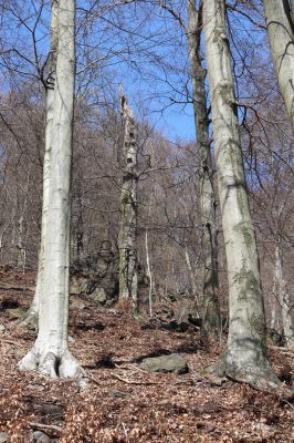 Horní Jiřetín, 21.4.2021
Jezeří, suťový les na svahu nad zámkem.
Klíčová slova: Krušné hory Jezerské lesy Horní Jiřetín Jezeří údolí Šramnického potoka