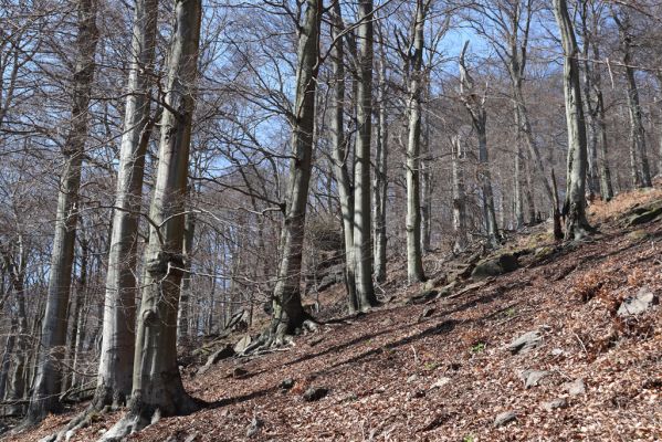 Horní Jiřetín, 21.4.2021
Jezeří, suťový les na svahu nad zámkem.
Klíčová slova: Krušné hory Jezerské lesy Horní Jiřetín Jezeří údolí Šramnického potoka