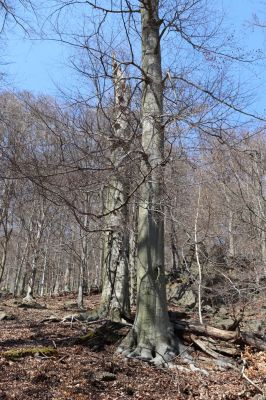 Horní Jiřetín, 21.4.2021
Jezeří, suťový les na svahu nad zámkem.
Klíčová slova: Krušné hory Jezerské lesy Horní Jiřetín Jezeří údolí Šramnického potoka