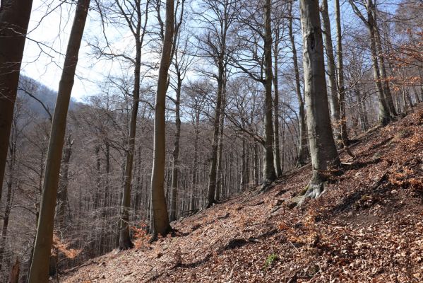 Horní Jiřetín, 21.4.2021
Jezeří, suťový les na svahu nad zámkem.
Klíčová slova: Krušné hory Jezerské lesy Horní Jiřetín Jezeří údolí Šramnického potoka