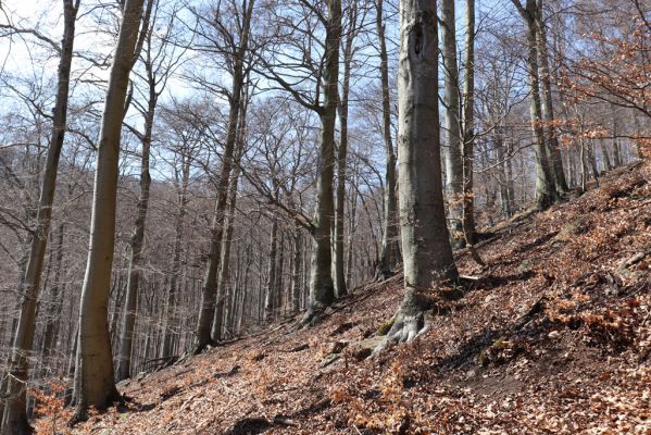 Horní Jiřetín, 21.4.2021
Jezeří, suťový les na svahu nad zámkem.
Klíčová slova: Krušné hory Jezerské lesy Horní Jiřetín Jezeří údolí Šramnického potoka