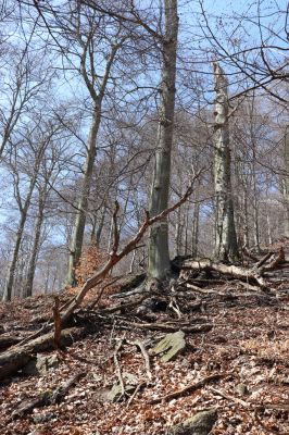 Horní Jiřetín, 21.4.2021
Jezeří, suťový les na svahu nad zámkem.
Klíčová slova: Krušné hory Jezerské lesy Horní Jiřetín Jezeří údolí Šramnického potoka