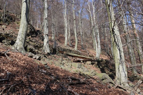Horní Jiřetín, 21.4.2021
Jezeří, suťový les na svahu nad zámkem.
Klíčová slova: Krušné hory Jezerské lesy Horní Jiřetín Jezeří údolí Šramnického potoka