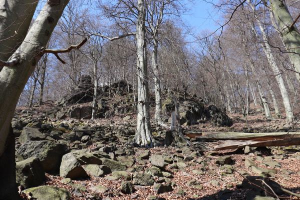 Horní Jiřetín, 21.4.2021
Jezeří, suťový les na svahu nad zámkem.
Keywords: Krušné hory Jezerské lesy Horní Jiřetín Jezeří údolí Šramnického potoka