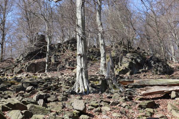 Horní Jiřetín, 21.4.2021
Jezeří, suťový les na svahu nad zámkem.
Klíčová slova: Krušné hory Jezerské lesy Horní Jiřetín Jezeří údolí Šramnického potoka
