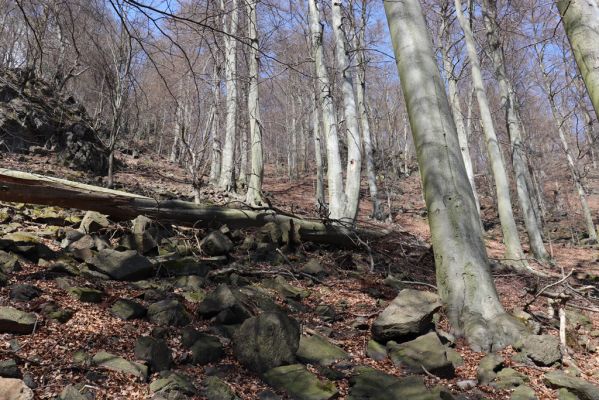Horní Jiřetín, 21.4.2021
Jezeří, suťový les na svahu nad zámkem.
Klíčová slova: Krušné hory Jezerské lesy Horní Jiřetín Jezeří údolí Šramnického potoka